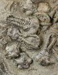 + Jimbacrinus Crinoid Fossils - Australia #31772-4
